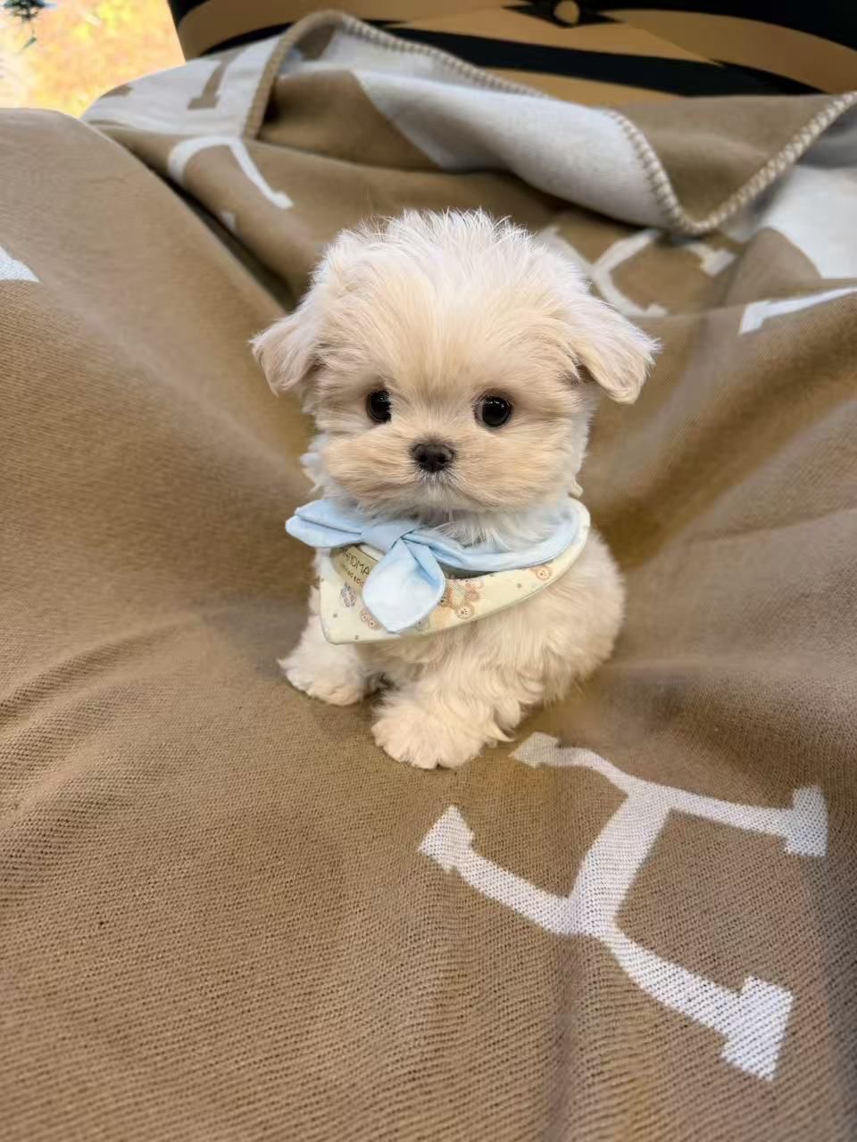 A small cream puppy wearing a blue bandana
