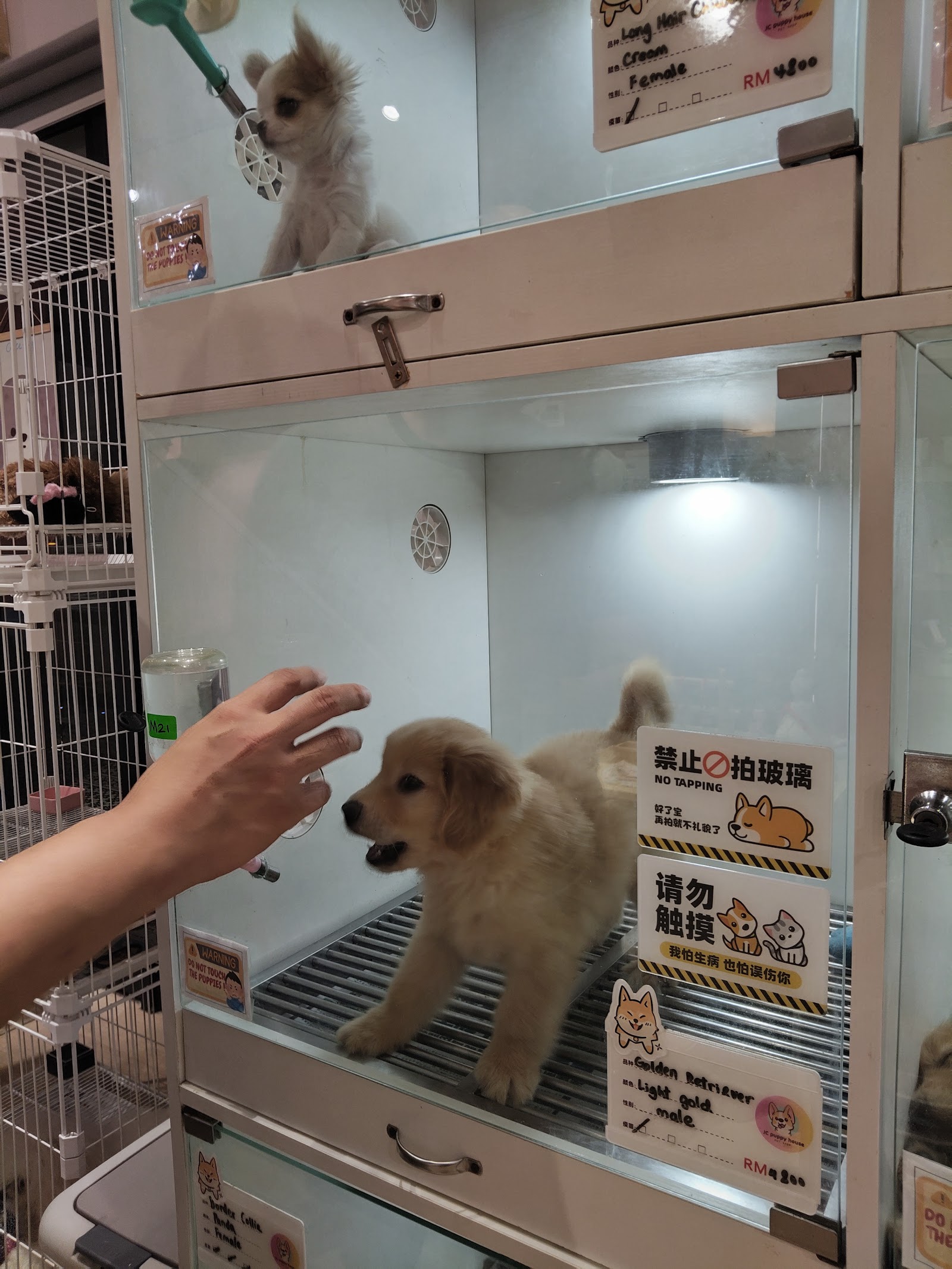 A golden retriever puppy in a display enclosure at JC Puppy House Penang