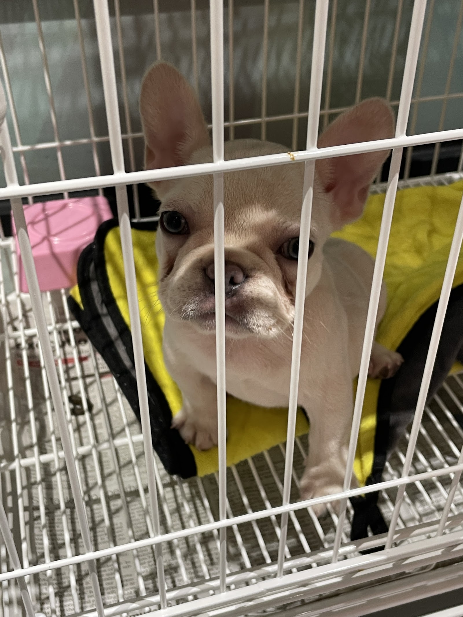 A cream French bulldog puppy resting in a carrier