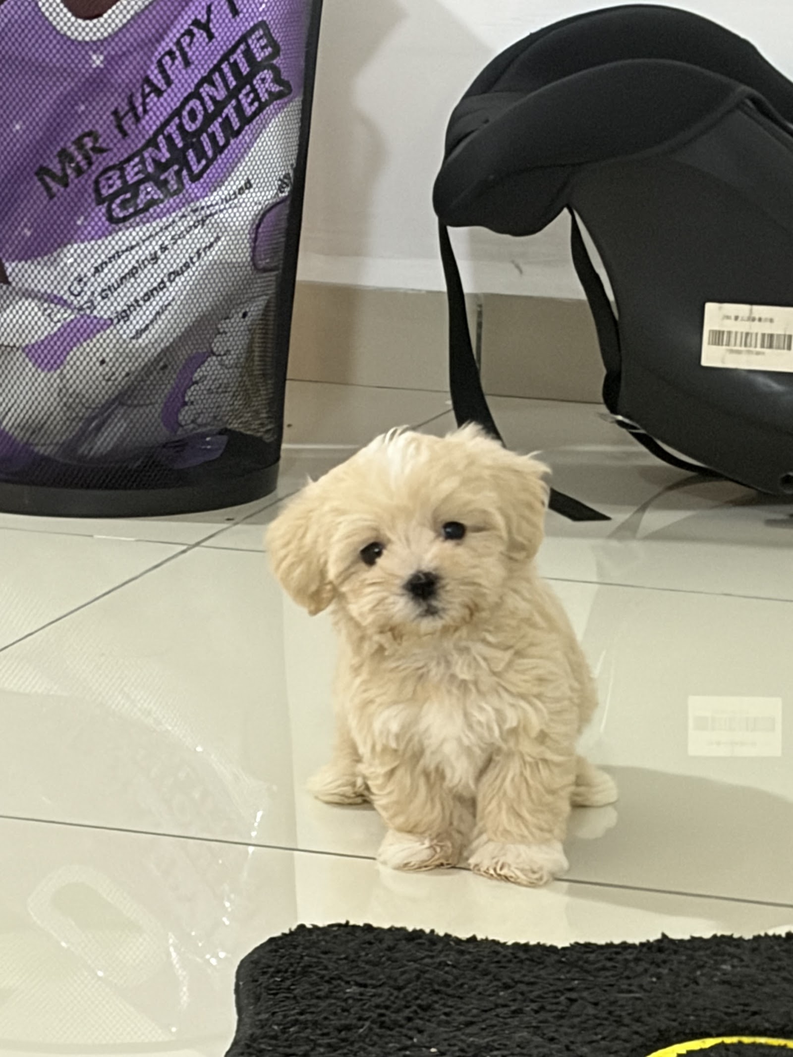 A small cream puppy sitting on the shop floor